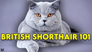 British Shorthair Cat 101  Learn EVERYTHING About Them [upl. by Lon]