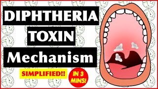 Diphtheria Toxin Mechanism of Action [upl. by Ez]