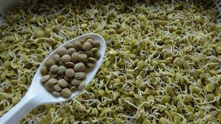 How to Sprout Lentils  Cheap Easy and Quick Method [upl. by Ceevah]