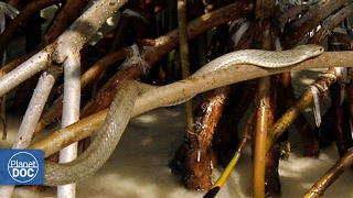 Life in the Mangrove Forest of cuba [upl. by Meggie]