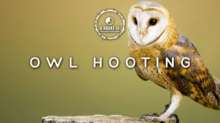 Owl Sounds 8 Hours  owls hooting 8 hours  Scare Birds Away with this Bird Repellent Sound Effect [upl. by Laucsap]