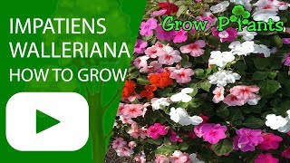 Impatiens walleriana  How to grow Busy Lizzie [upl. by Enelyam369]