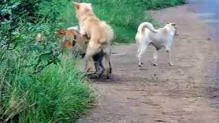 Dog Group Mating [upl. by Antonia840]