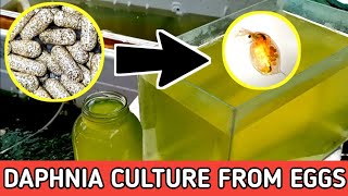 HOW TO HATCH DAPHNIA EGGS  HOW TO CULTURE DAPHNIA [upl. by Anauqaj474]