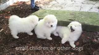 Dogs 101  Pomeranian Spitz Samoyed [upl. by Tartaglia]