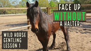 Face Up  Wild Horse Gentling  Lesson 1 [upl. by Yelserp76]