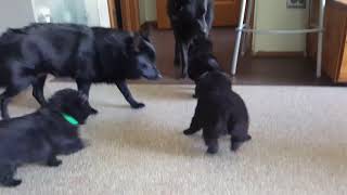 Schipperke puppies 2019 [upl. by Adalie908]