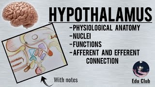 Hypothalamus  Nuclei  Functions  Connections  Physiological Anatomy [upl. by Niobe]