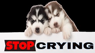 Sound To Stop a Puppy From Crying at Night [upl. by Ronile]