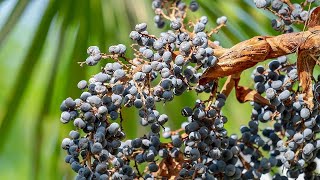 Germinating Trachycarpus wagnerianus x princeps seeds [upl. by Harris]