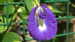 Clitoria ternatea  butterfly pea [upl. by Arinaj]