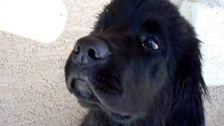 Newfoundland Dog Fights For His Life [upl. by Alyda]