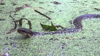 Cottonmouth Agkistrodon piscivorus swimming in the swamp [upl. by Hull]