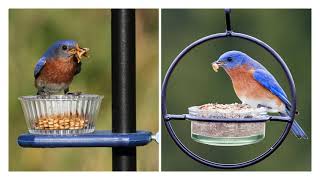 Attracting Bluebirds [upl. by Paske]