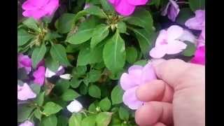 How to Harvest Free Impatiens Seeds [upl. by Eudoxia]