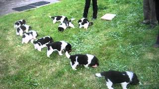 Newfoundland puppies feeding frenzy  5 weeks [upl. by Vergos511]