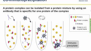 Immunoprecipitation IP principles and troubleshooting [upl. by Suicul312]