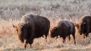 Canada’s Bison Restoring a Legacy [upl. by Gambrill737]