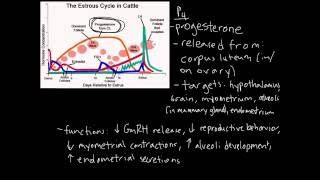 Estrous Cycle [upl. by Khudari]