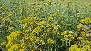 Immortelle  Helichrysum italicum Organic farm [upl. by Auston]