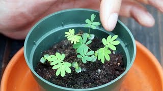 Mimosa Pudica Shy Plant Moves When You Touch It  Full Grow Guide [upl. by Anoo224]