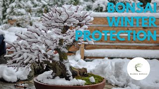 Bonsai Winter Protection [upl. by Fennessy]