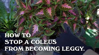 How to stop a Coleus from becoming leggy [upl. by Guildroy]