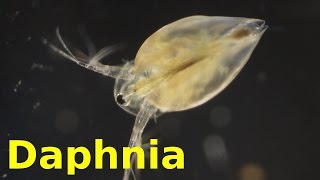 Daphnia [upl. by Melonie]