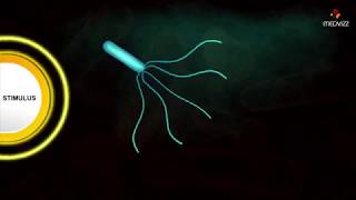 Flagellar Movement  Medical microbiology animations [upl. by Nnasus]