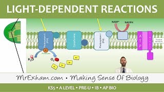 Photosynthesis  Lightdependent Stage  Post 16 Biology A Level PreU IB AP Bio [upl. by Semmes]