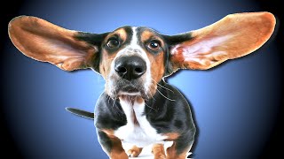 High Frequency Sound For Dogs [upl. by Atul]