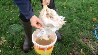 How to Scald a Chicken prior to plucking [upl. by Tanhya]