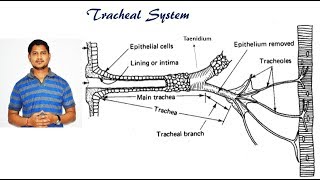 Lecture 13 Respiratory system in insects [upl. by Sirrap]