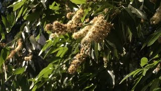 Catalina Cherry  California Native Garden  Ep14 [upl. by Ynohtnanhoj]