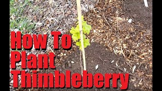 Planting Thimbleberries [upl. by Riaj800]