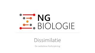 Dissimilatie  de oxidatieve fosforylering  VWO [upl. by Toole]