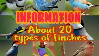 20 TYPES OF FINCH SPECIES [upl. by Batsheva438]