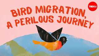 Bird migration a perilous journey  Alyssa Klavans [upl. by Halette]