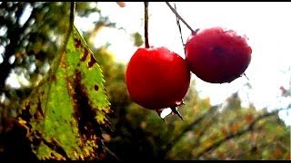 Wild Food Foraging Hawthorn Great for the Heart [upl. by Nellaf]