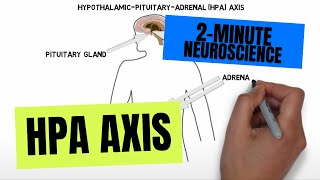 2Minute Neuroscience HPA Axis [upl. by Viv]