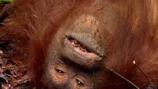 Rescuing a Wild Orangutan  Orangutan Diary  BBC Earth [upl. by Worthington216]