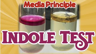 Indole Test Principle II Biochemical test II Microbiology Media II Practical [upl. by Enieledam172]