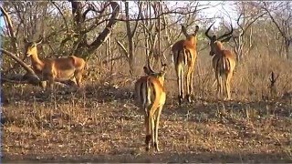 African Wildlife HD Part 1  South Africa Kruger Park 24  Travel Channel [upl. by Barstow]