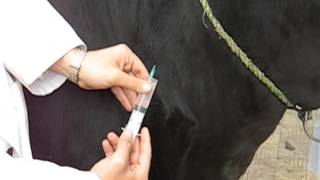 Subcutaneous Injection in Cow [upl. by Inttirb906]