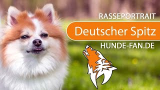 ► Deutscher Spitz 2019 Rasse Aussehen amp Charakter [upl. by Osgood96]