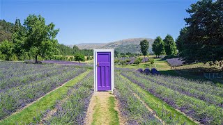 Wanaka Lavender Farm [upl. by Yellehs]