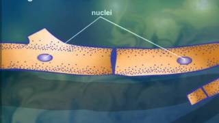 Cell StructureCytoplasmic Streaming [upl. by Theadora]