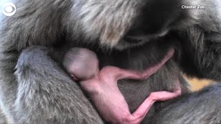 WEB EXTRA Rare Gibbon Born [upl. by Hamaso337]