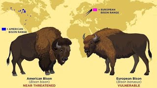 all bison and wisent species [upl. by Guod611]