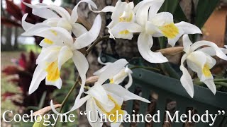 Coelogyne “ Unchained Melody “ orchid and care tips [upl. by Duston367]